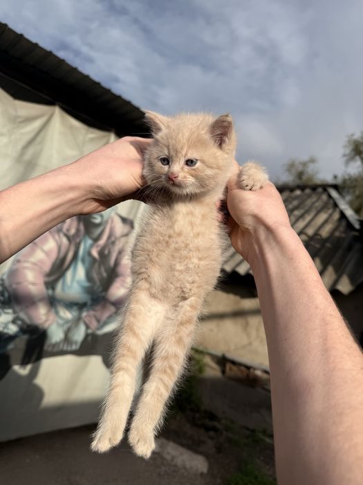 Котенок мальчик, отдаем в добрые руки.
