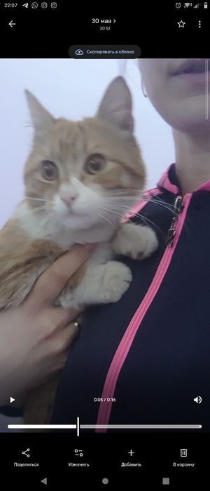 Тишка ждёт семью