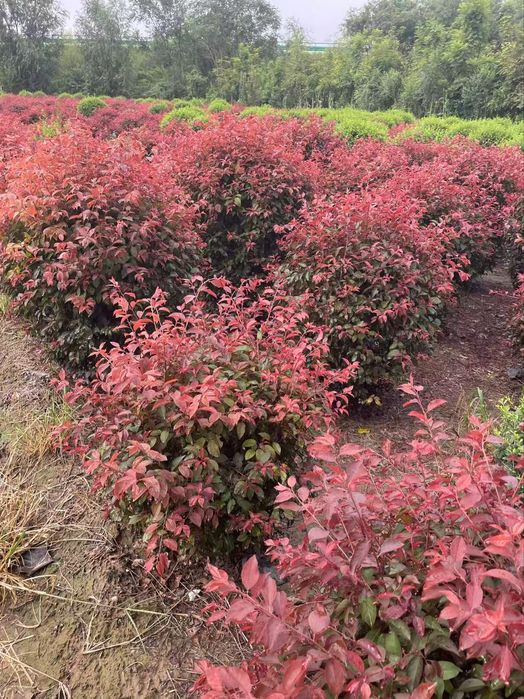 Янги тур! краснолистная декоративная писсарда (карликовая)
Писсарда Па