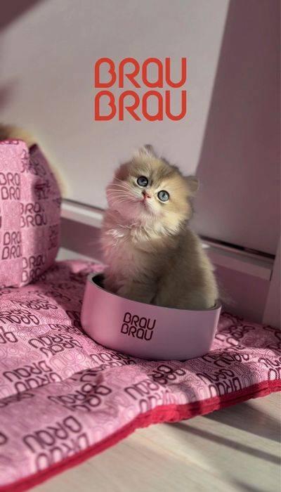 British Longhair baietel cu pedigree