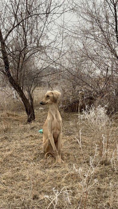 Коныр каншык сатылады