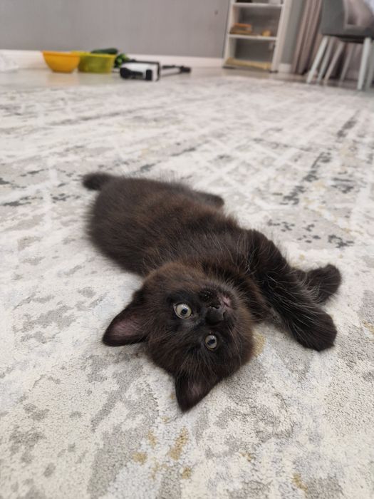 Отдам в добрые руки котят