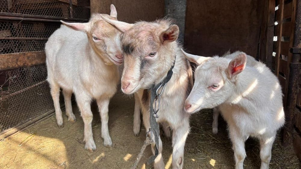 Козел коза козлик коз козочка