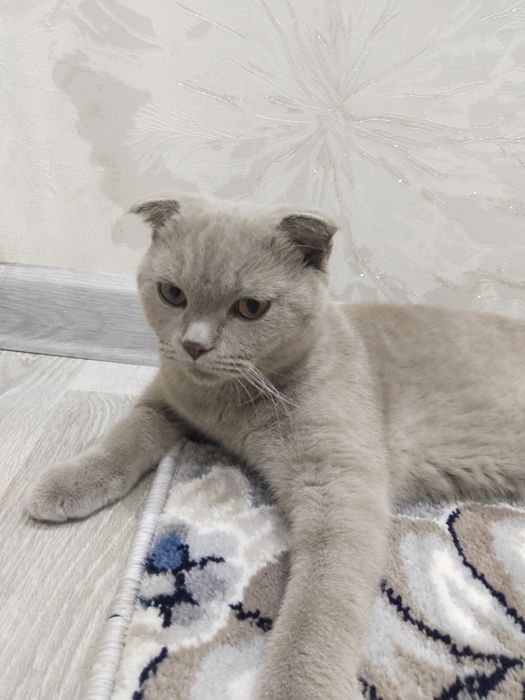 Skotish fold mushugi