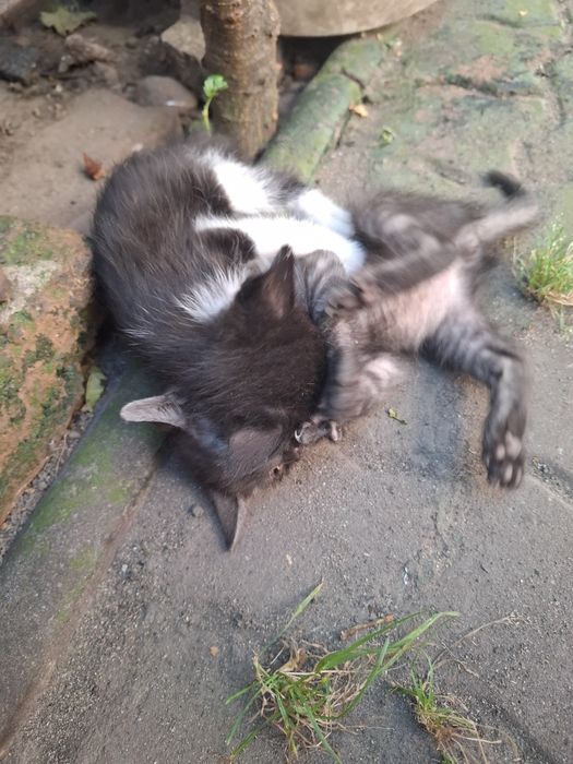 Ofer spre adoptie