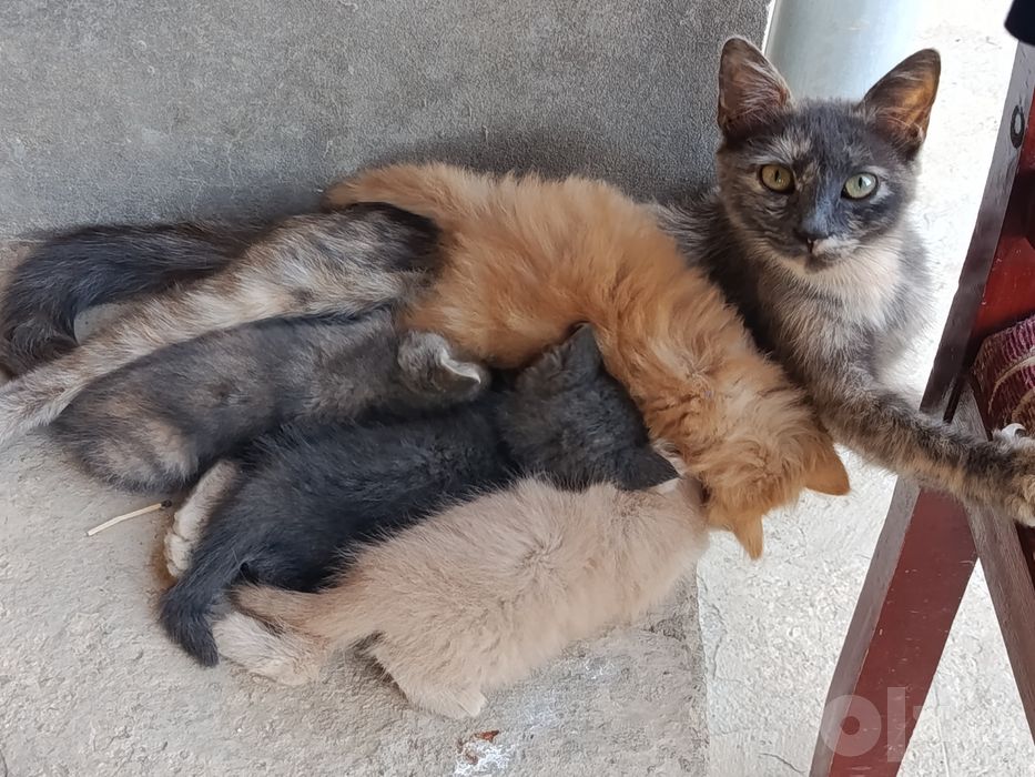 Котята и кошки милые