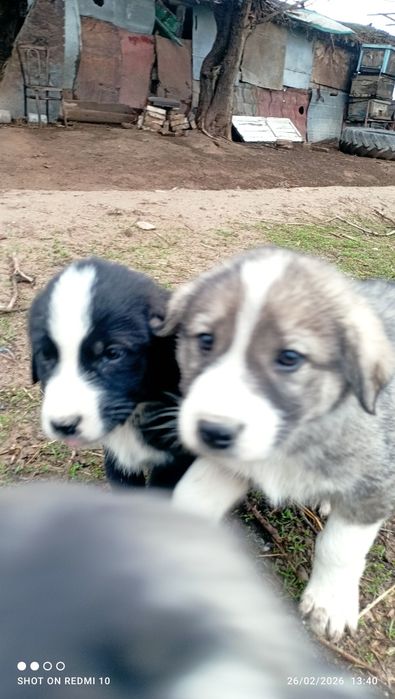 Itlar bor Itlar bor tekinga parodiya qozoqi 2 oylik kuchuk bolalari