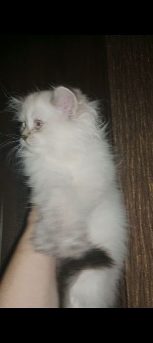 Будущий аристократ, голубых кровей , Скоттиш Страйт Хайленд колорПоинт