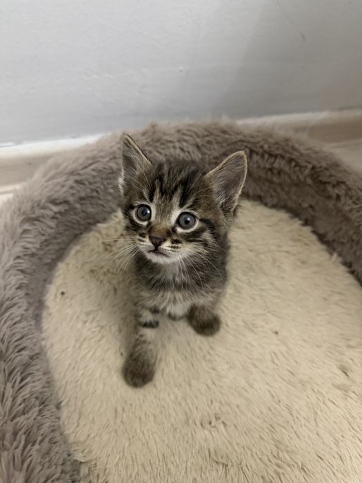 Ласковые и игривые котята