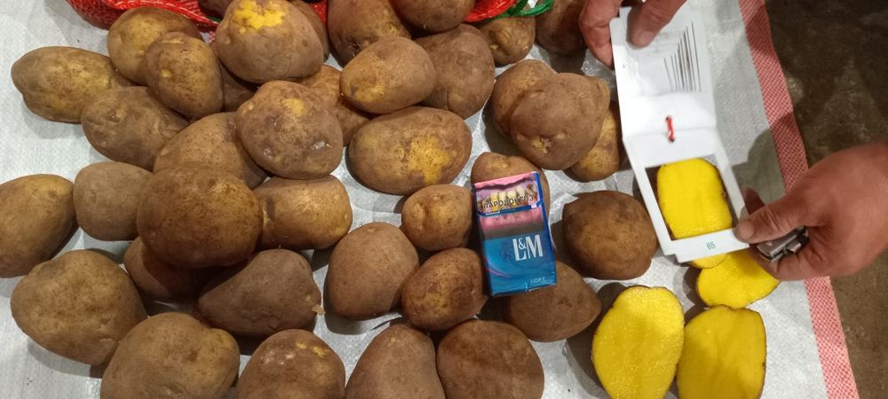 Картошка тендерная сорт Гала 70 тг