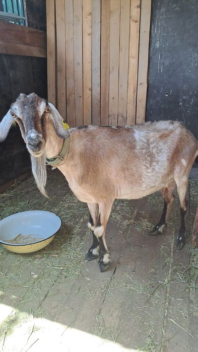 Козы козы козы козы