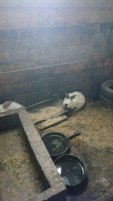Vând iepuri de 6 luni de zile