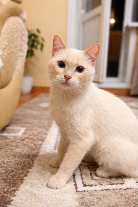 Отдам в добрые руки!