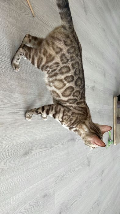 Бенгалски котета