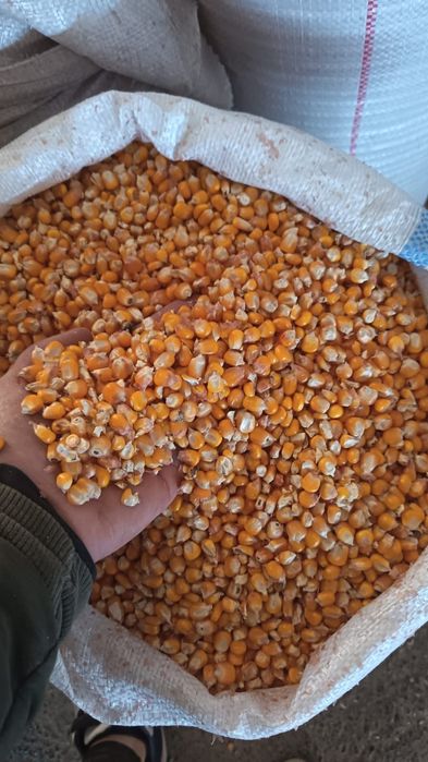 Vindem cereale 2025 / cantități mari/ Porumb/ Amestec cereale