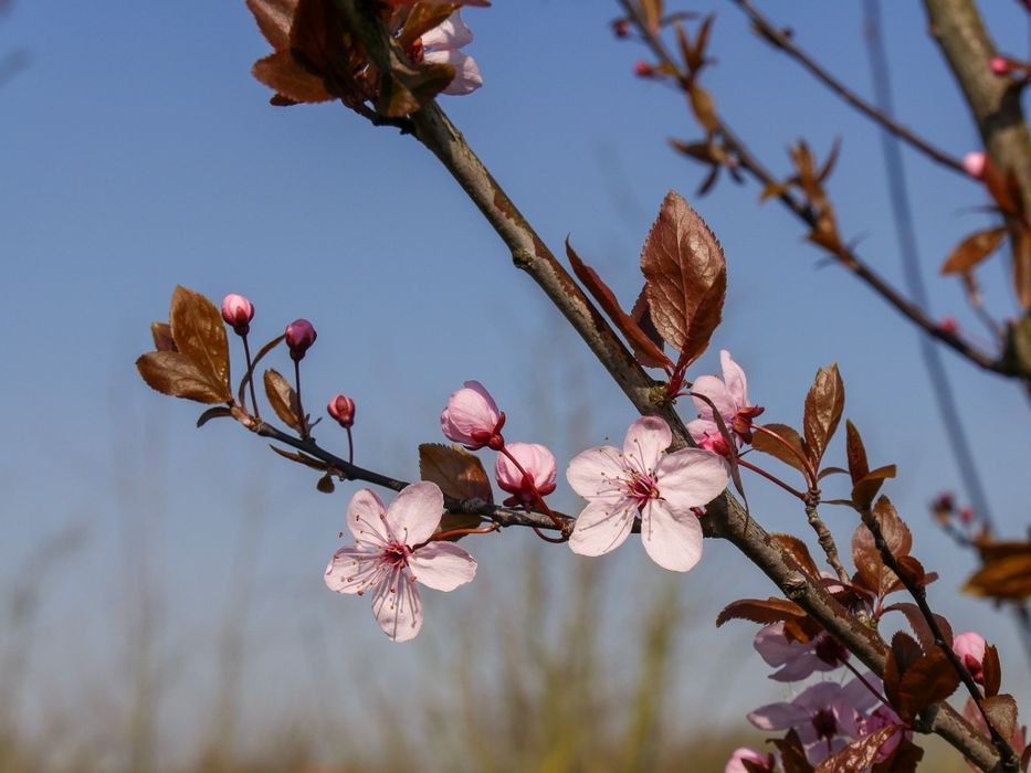 Pomi Ornamentali (Prunus NIGRA )