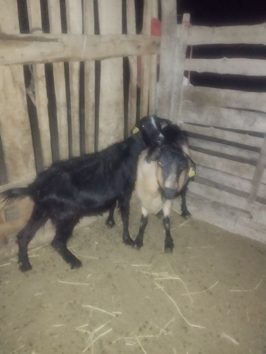 Ешкі сатылады екеу