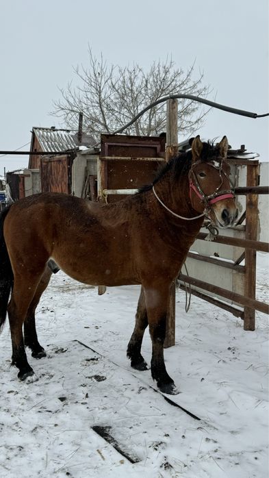 Донен айгырлыкка