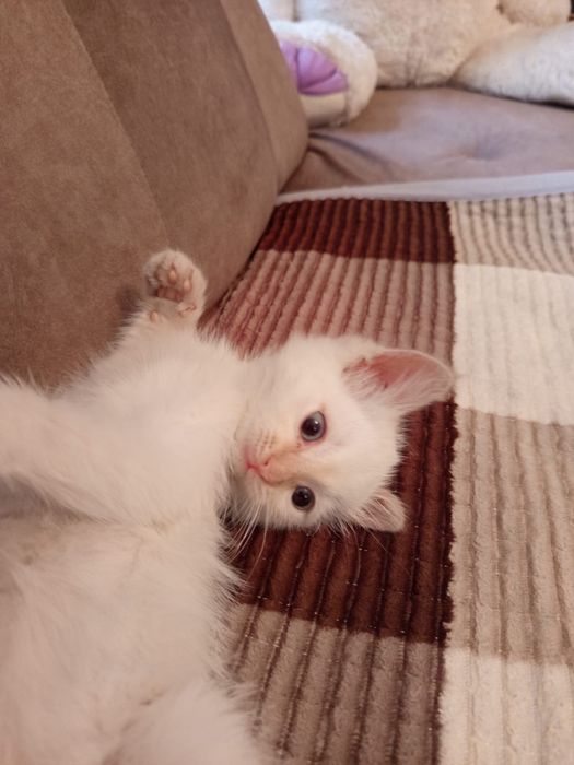 Отдам котенка девочка