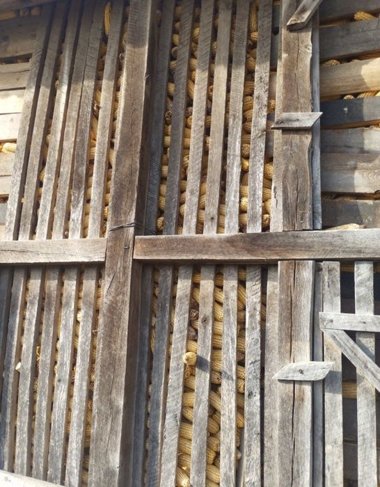 Vând porumb boabe sau stilet Jud Sălaj