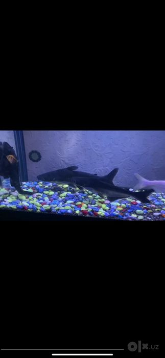 Akula pangasius 27sm