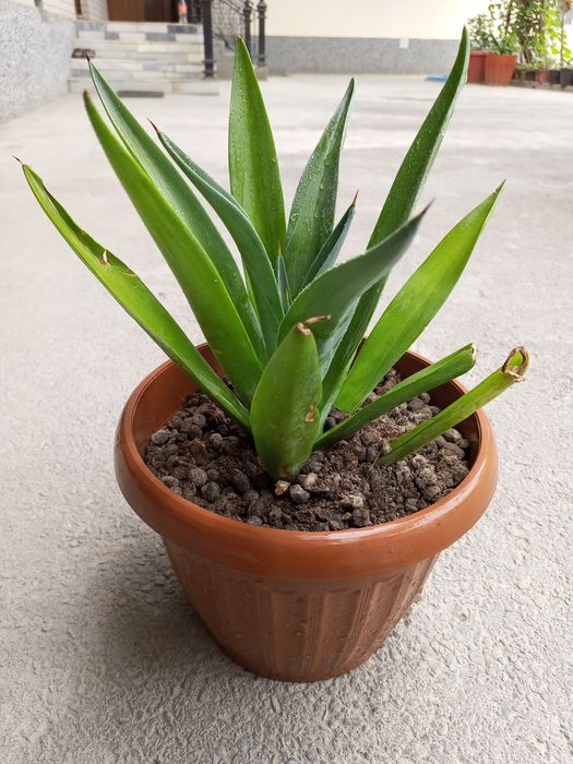 Agava (lotincha: Agave)