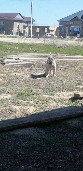 Алабай щенок САО кушык
