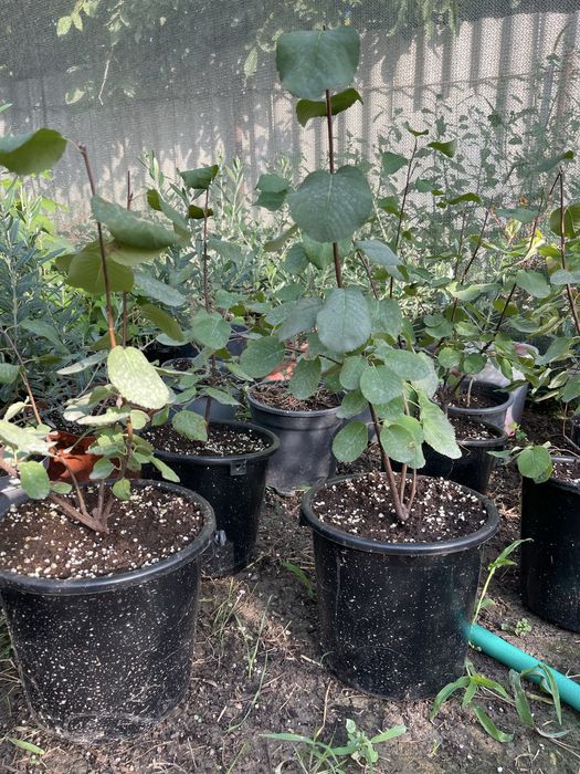 Саженцы качество сто процентов