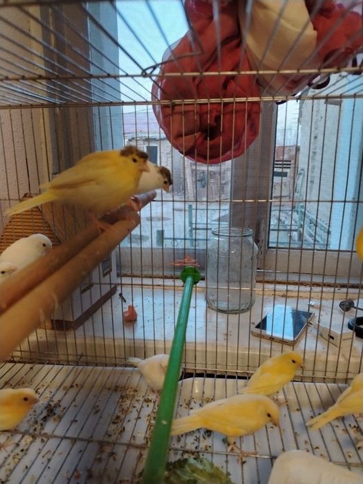 Кушлар сотилади.