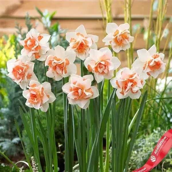 Кичести нарциси холандски сортове