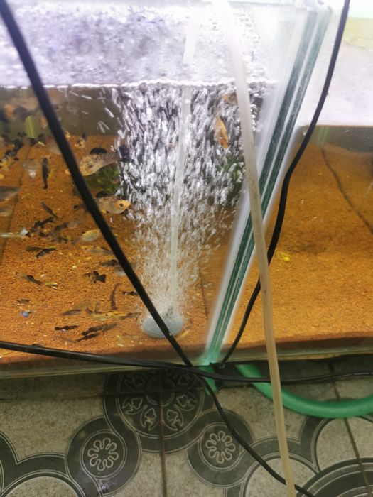 Pompe de aer-oxigenare apa cu putere reglabila Bacau • OLX.ro