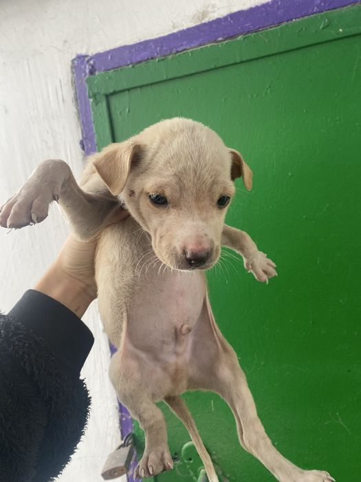 Малыши срочно ищут дом