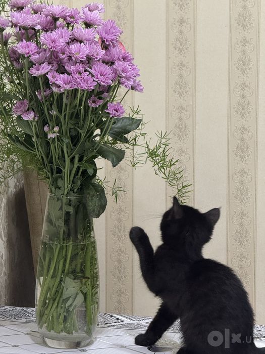 Отдам в добрые руки очаровательного чёрного котёнка!