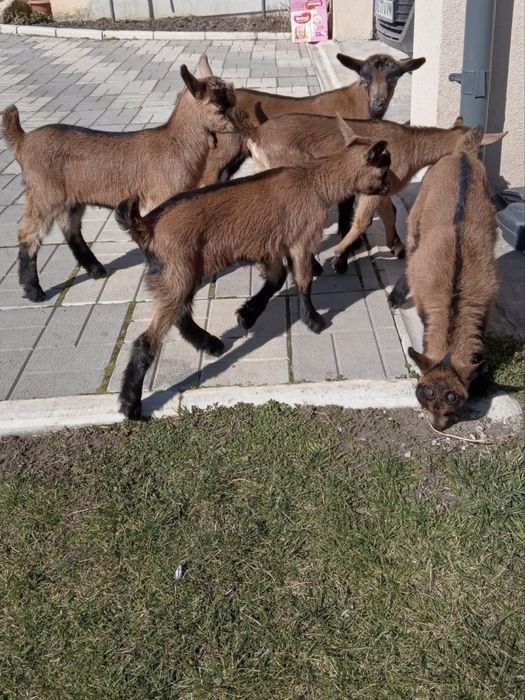 Vand ieduti alpini francezi