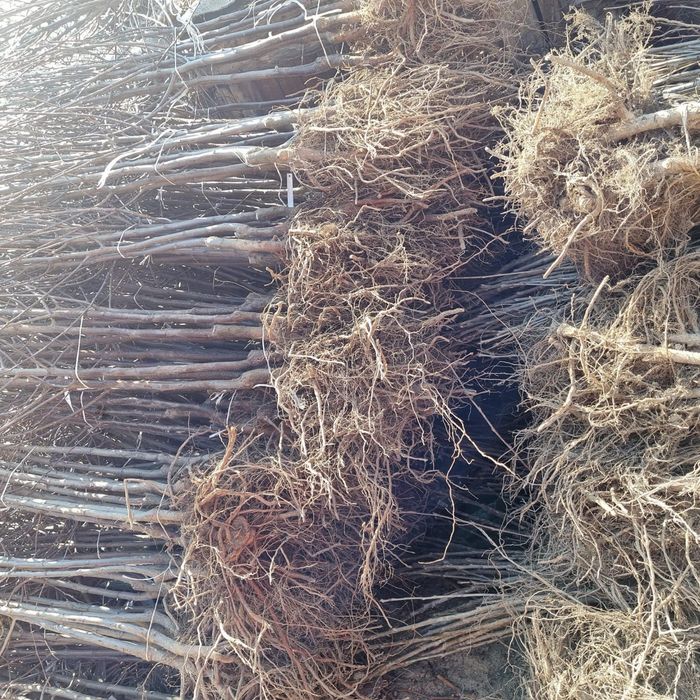 Pomi fructiferi si butasi vita de vie certificati