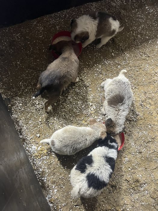 Щенки красивые, 2 месяца