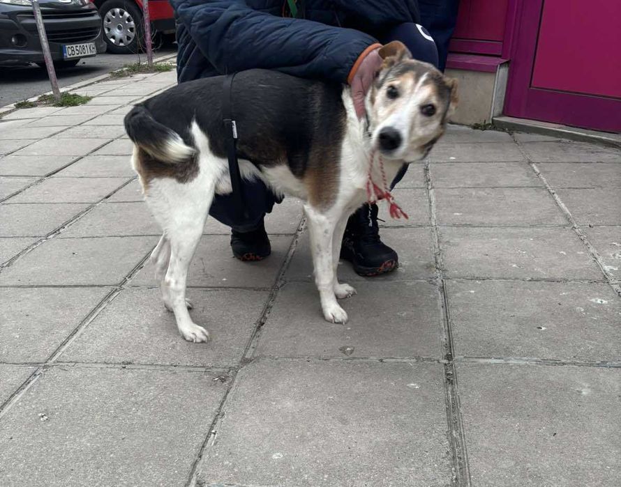 Добродушен Mладеж Tърси Дом