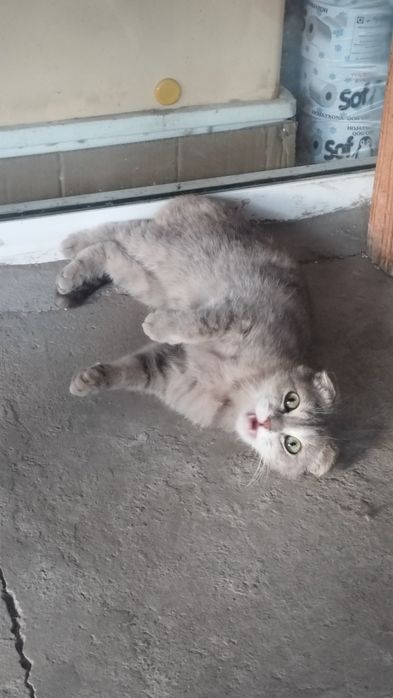 Scottish fold sotiladi