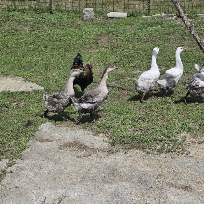 De vanzare   Gâşte