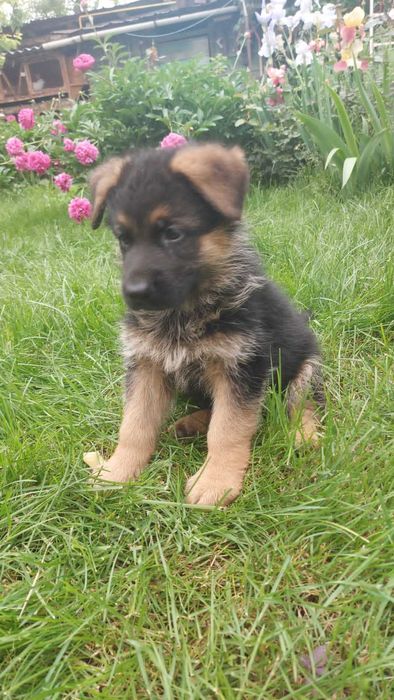 Щенки немецкой овчарки