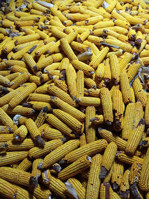 Vând porumb știulet și boabe