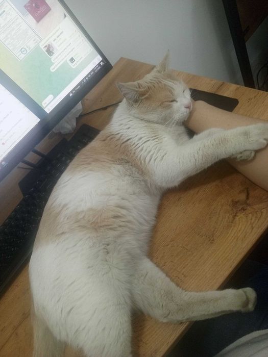 Mehribon Mushuk tekinga  Добрый кот бесплатно