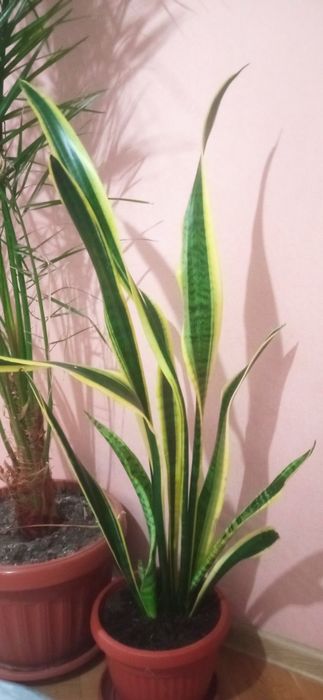 Сансевиера , меч