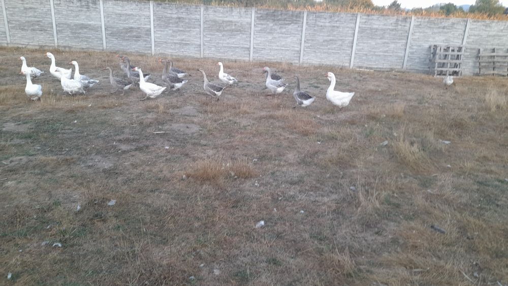 22 gaste si gascani diverse rase și metiși lor