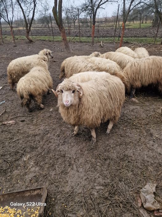 Vand  oi tenere de tinut