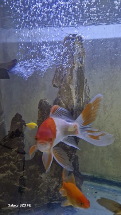 Продается Золотая рыбка