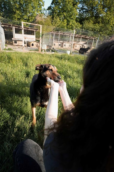 Maggie, pentru adoptie