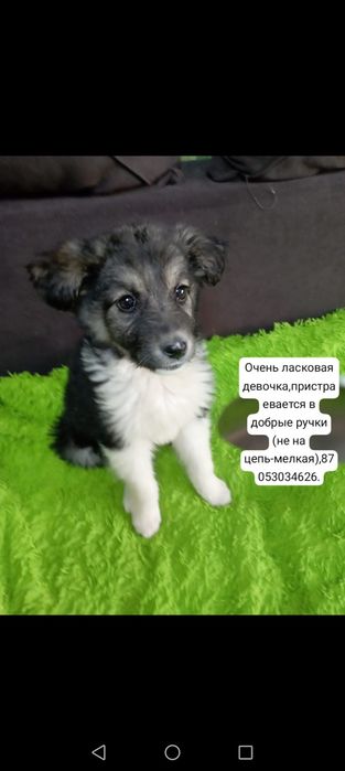 Отдам щенков в добрые руки