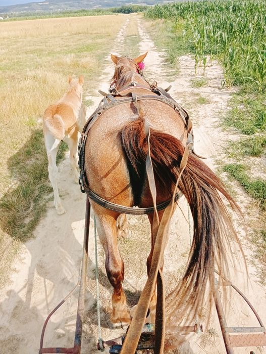 Iapă de vânzare.