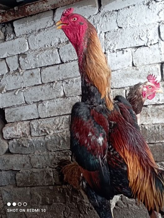 Dakan tiniqlari zotga